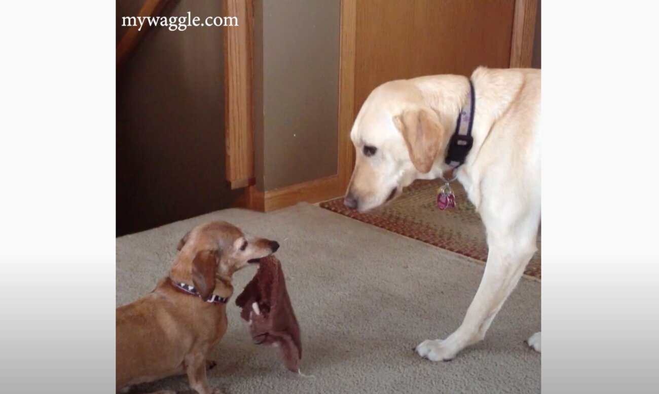 ラブラドールレトリーバー,動画