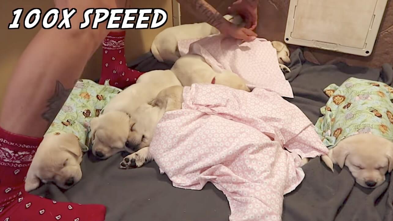 ラブラドールレトリーバー,動画