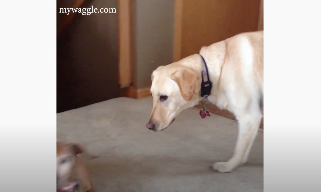 ラブラドールレトリーバー,動画