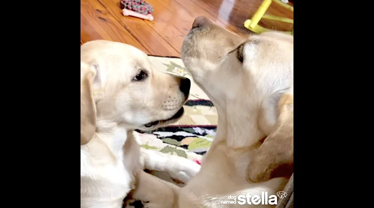 ラブラドールレトリーバー,動画