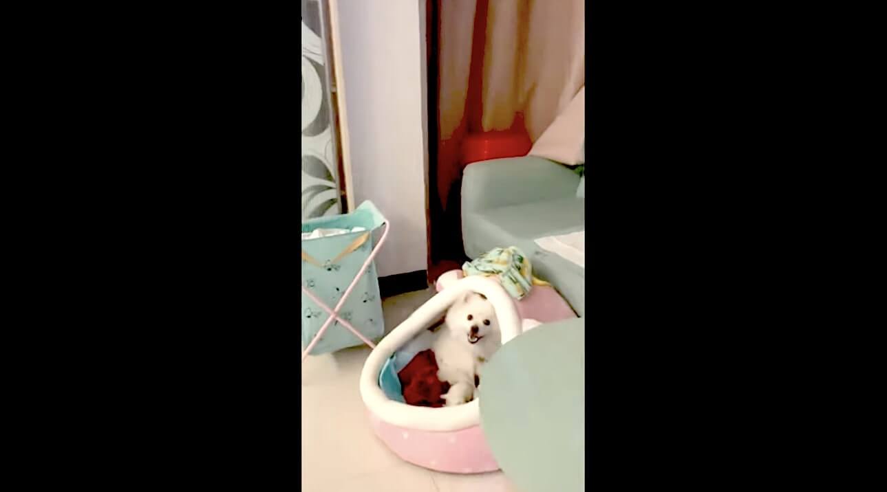 ゴールデンレトリーバー,動画