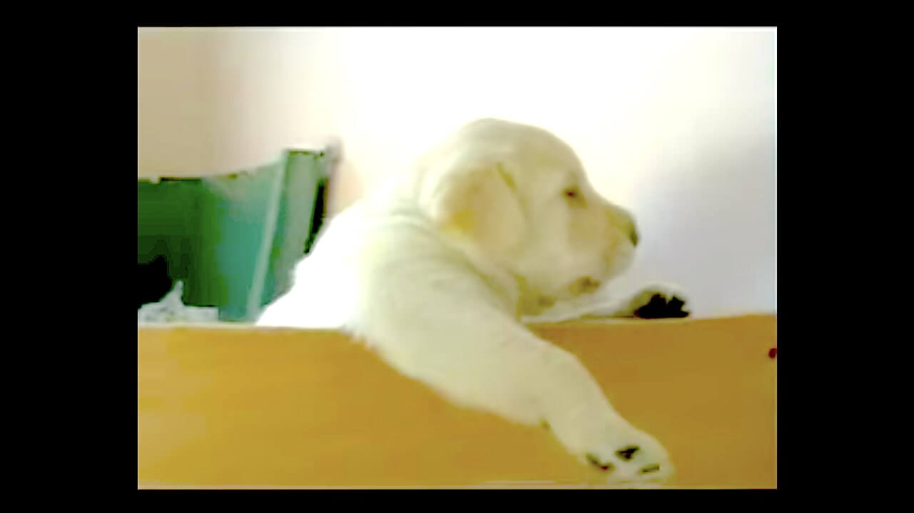 ラブラドールレトリーバー,動画