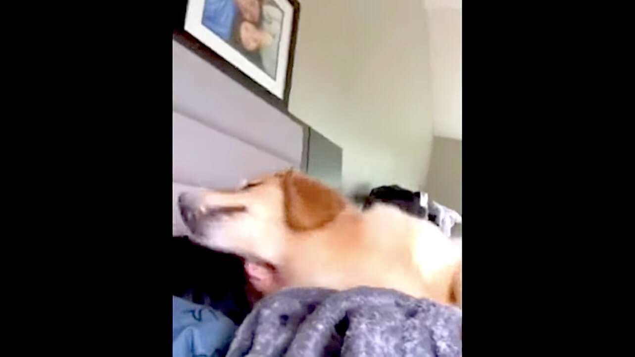 ゴールデンレトリーバー,動画