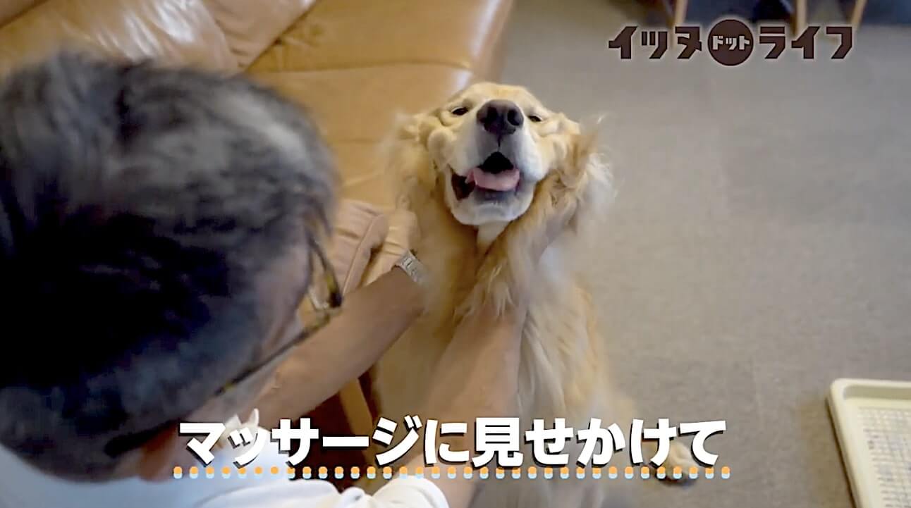 ゴールデン,動画,イッヌドットライフ