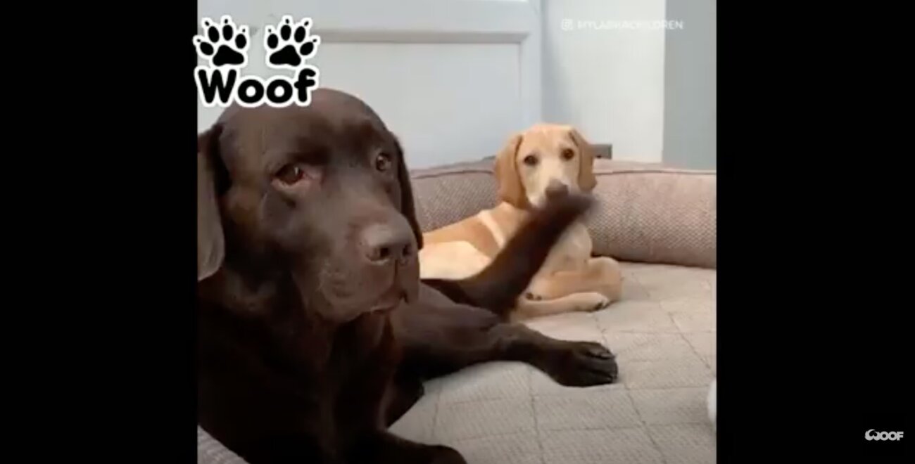 ラブラドールレトリーバー,動画