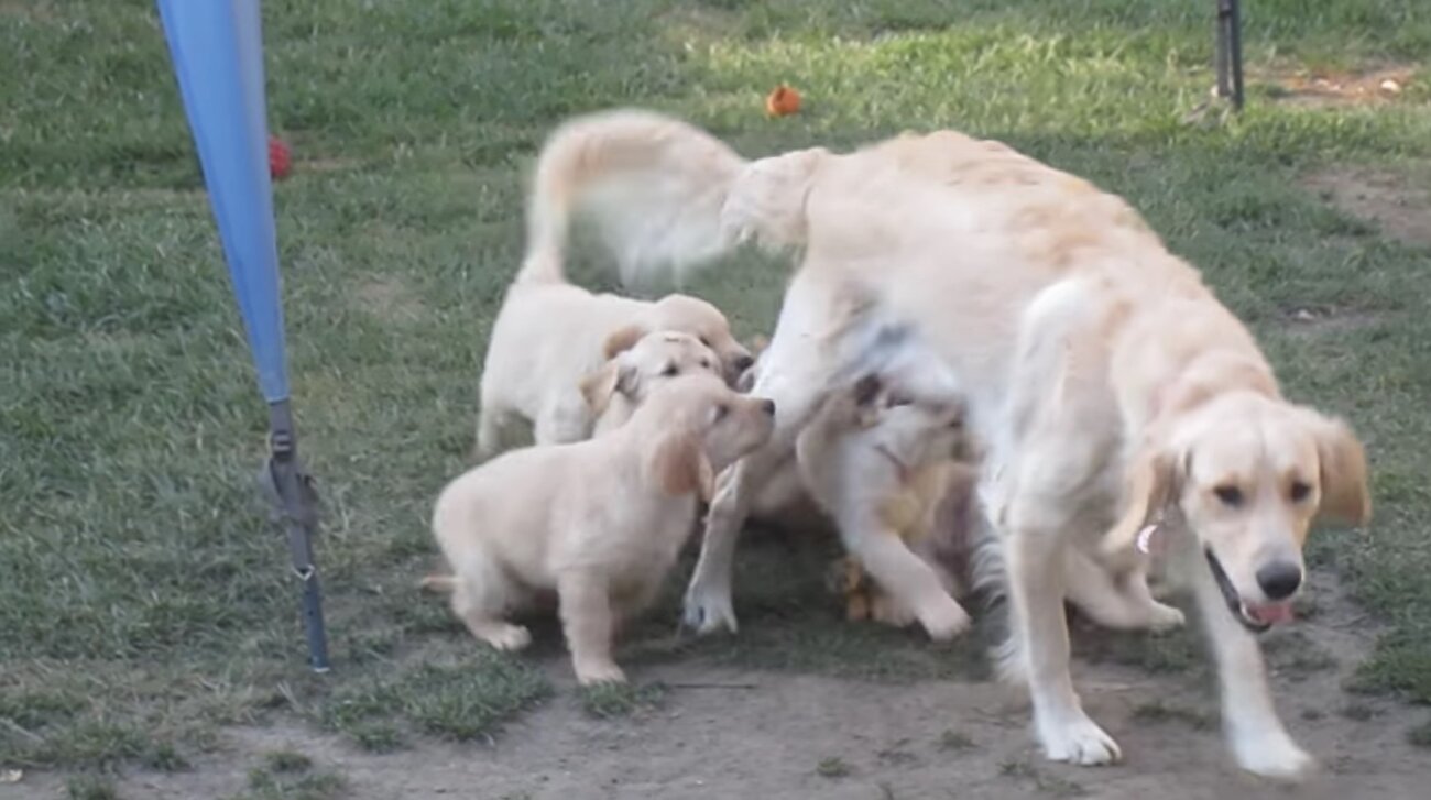 ゴールデンレトリーバー,動画