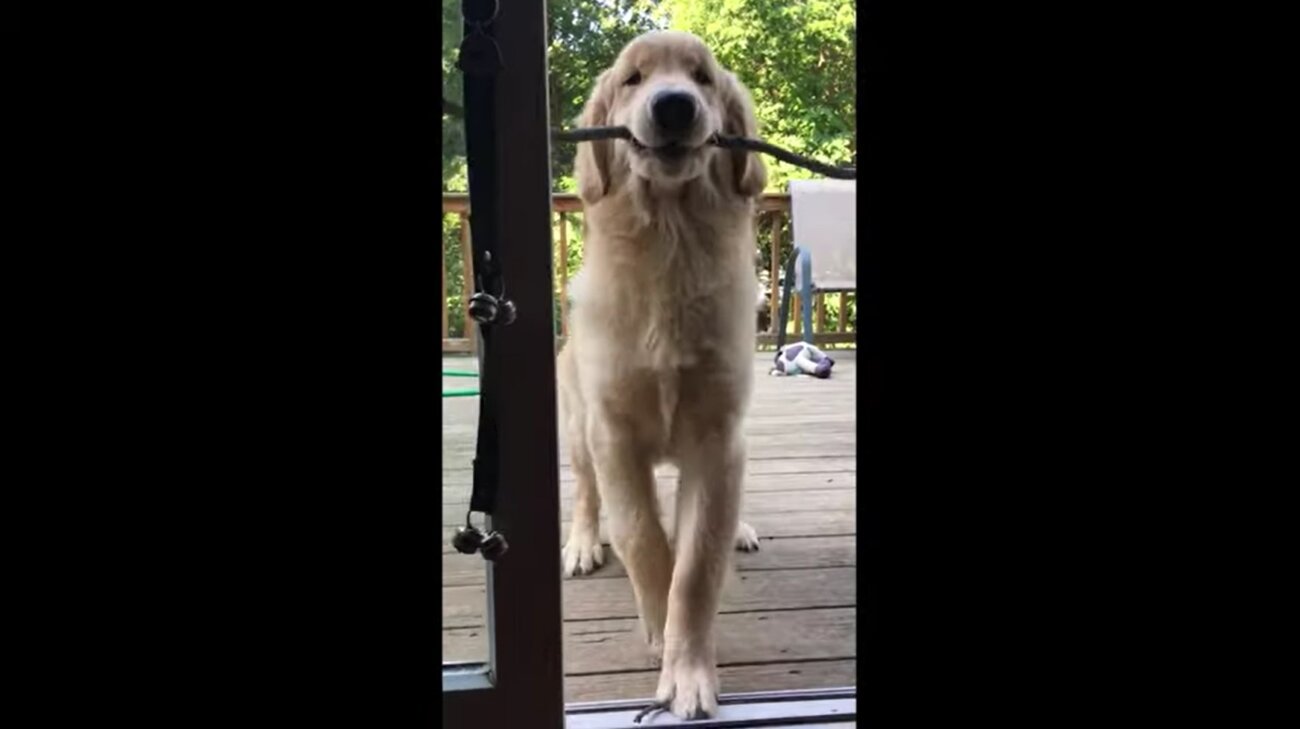 ゴールデンレトリーバー,動画