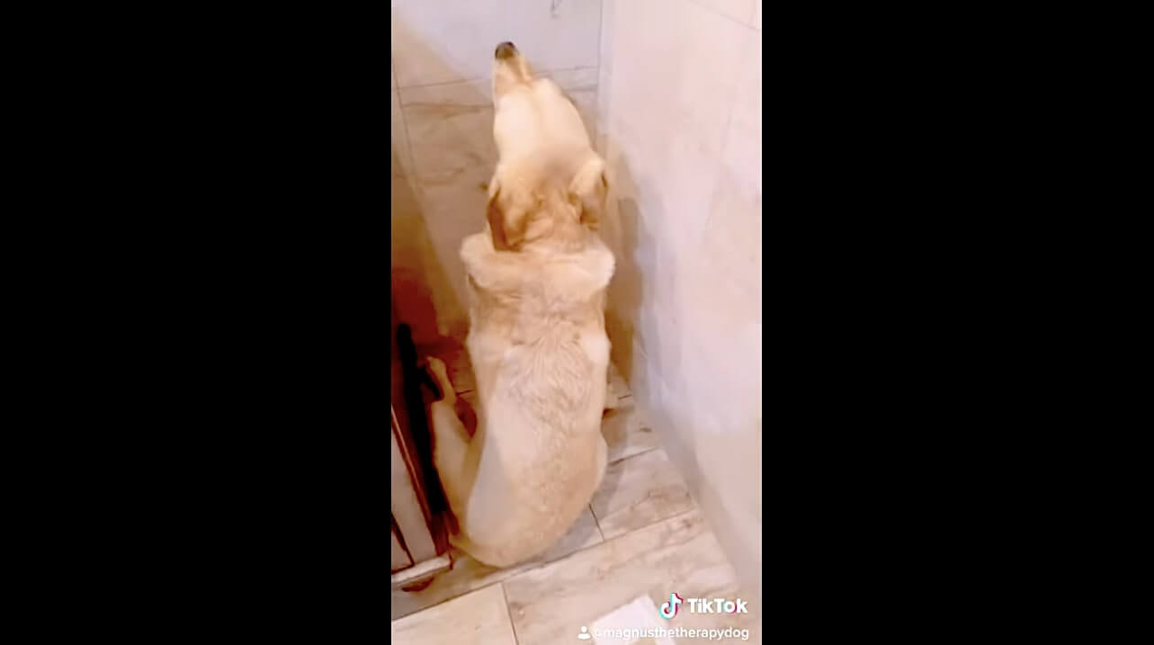 ラブラドールレトリーバー,動画