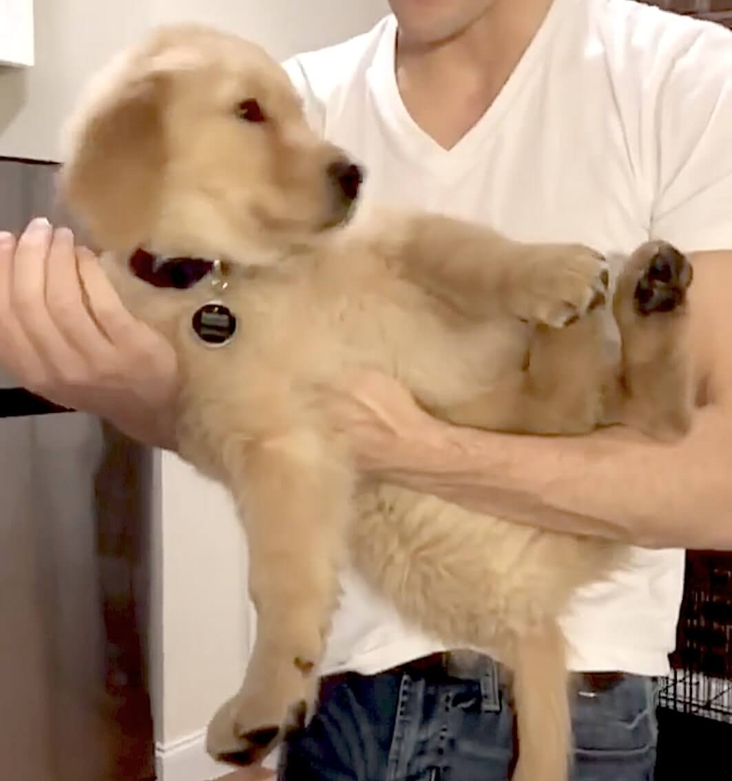 ゴールデンレトリーバー,動画