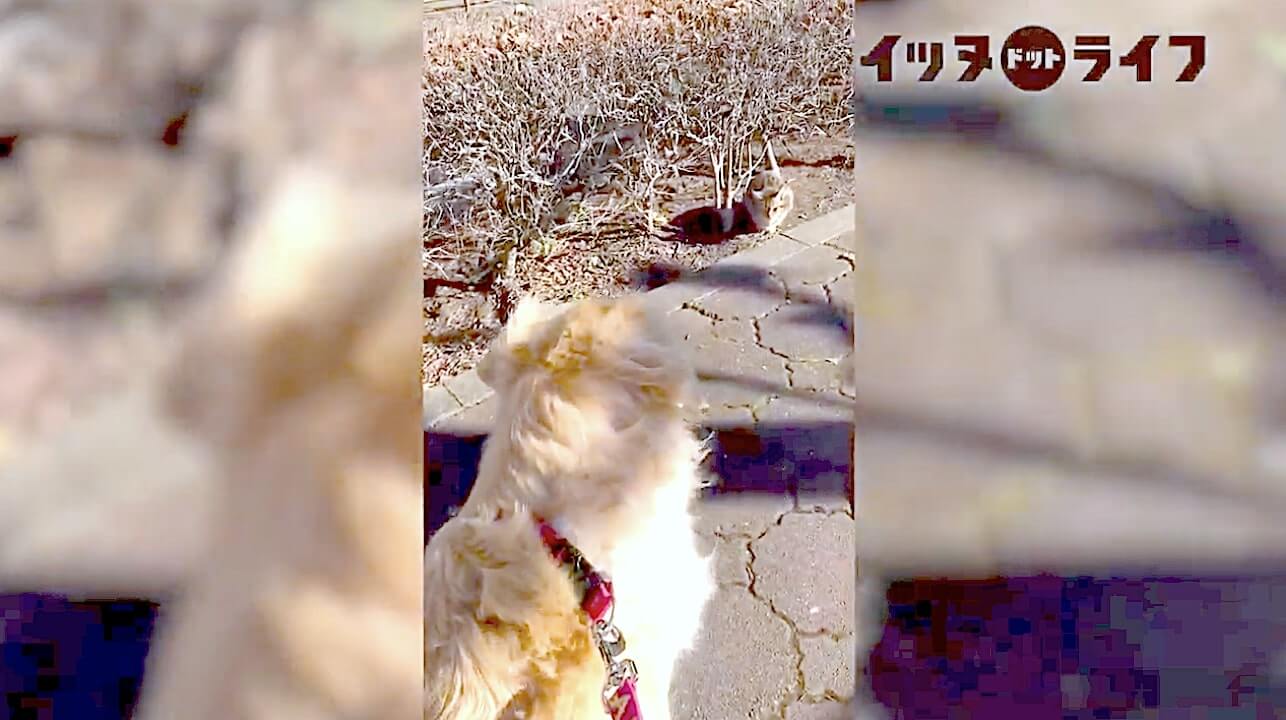 ゴールデン,動画,イッヌドットライフ