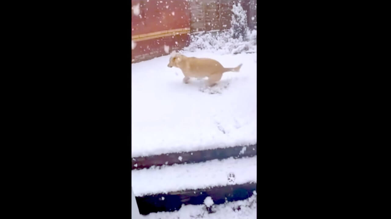 ラブラドールレトリーバー,動画