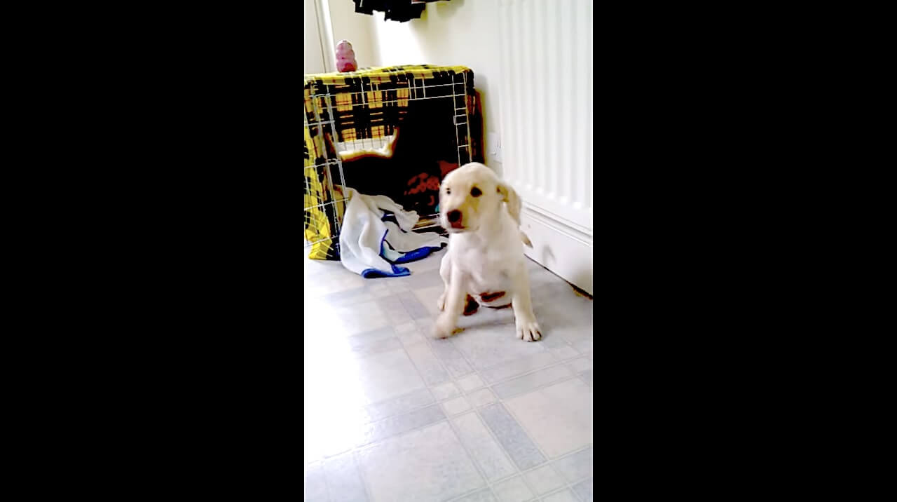 ラブラドールレトリーバー,動画