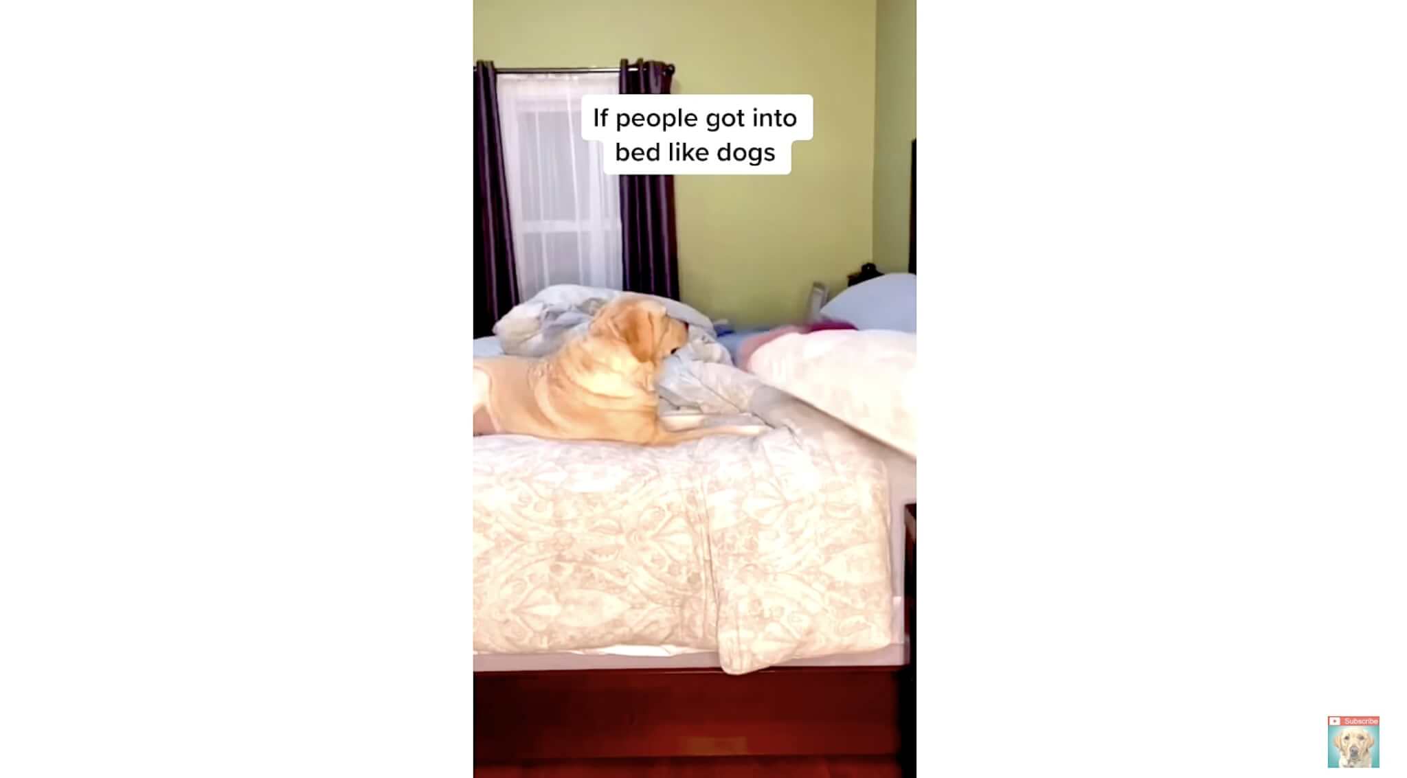 ラブラドールレトリーバー,動画