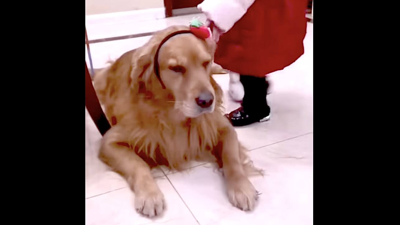 ゴールデンレトリーバー,動画