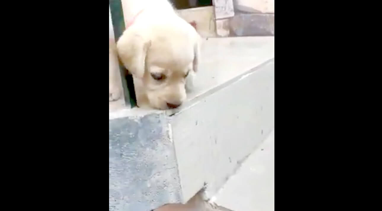 ラブラドールレトリーバー,動画