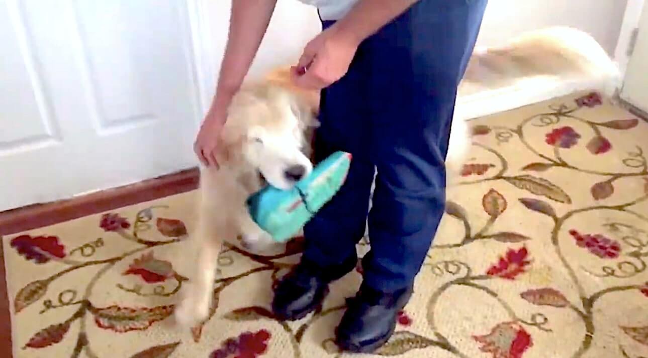 ゴールデンレトリーバー,動画