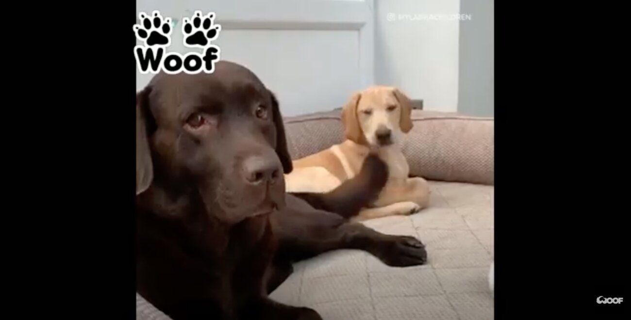 ラブラドールレトリーバー,動画