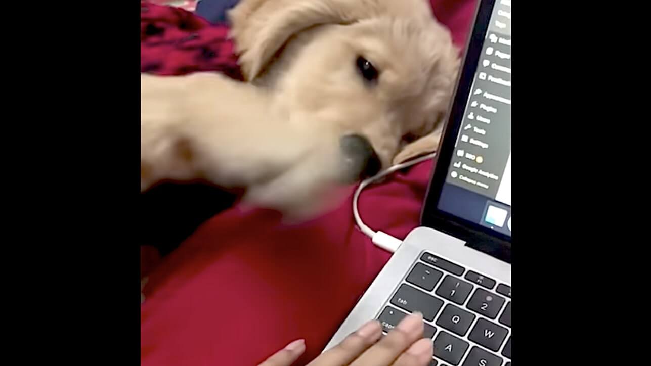 ゴールデンレトリーバー,動画