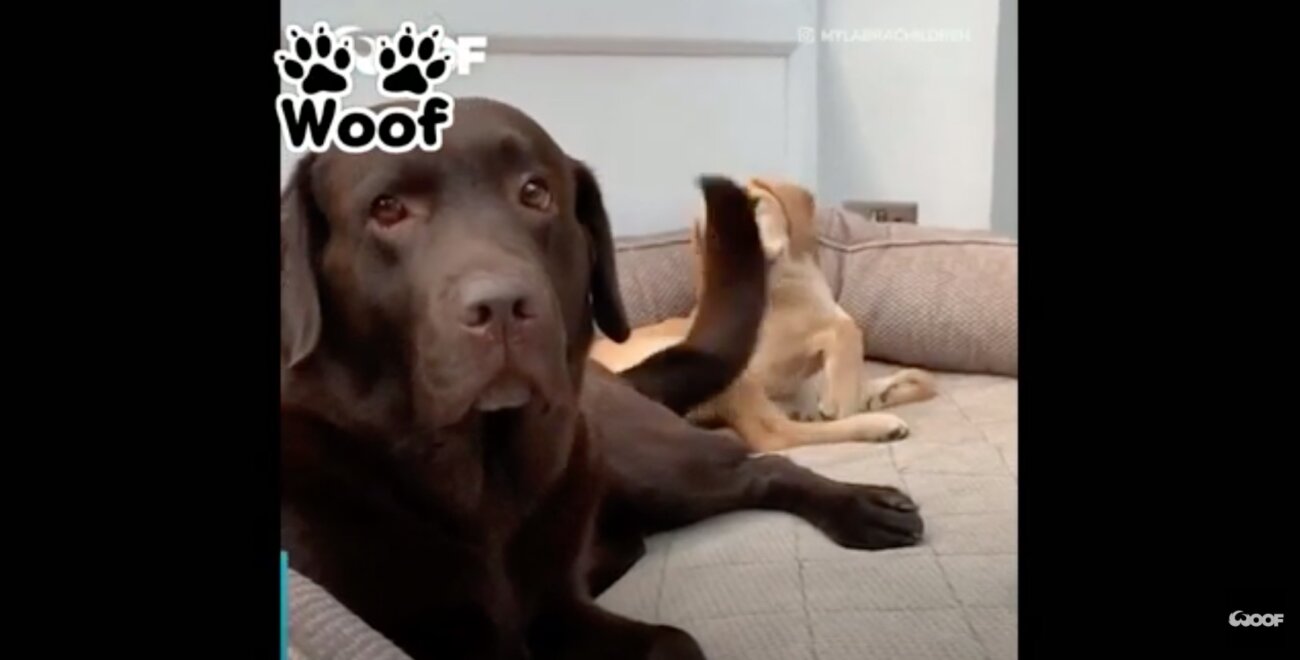 ラブラドールレトリーバー,動画