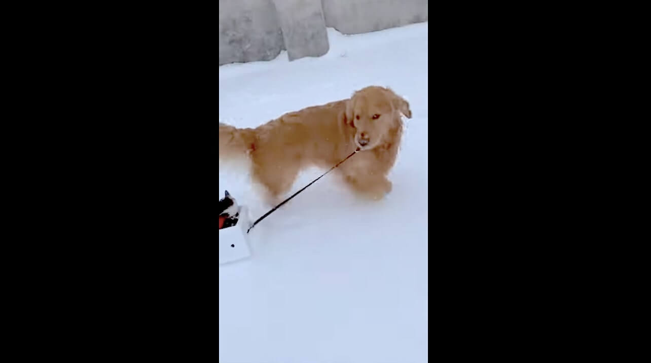 ゴールデンレトリーバー,動画