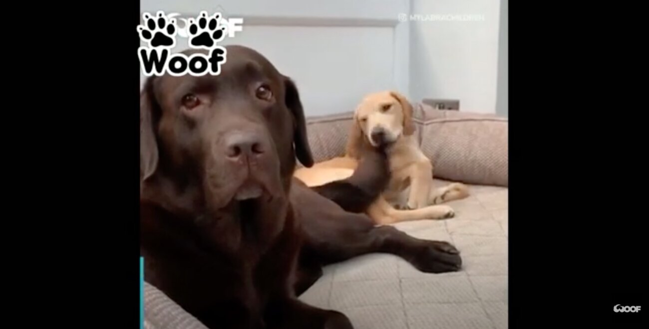 ラブラドールレトリーバー,動画