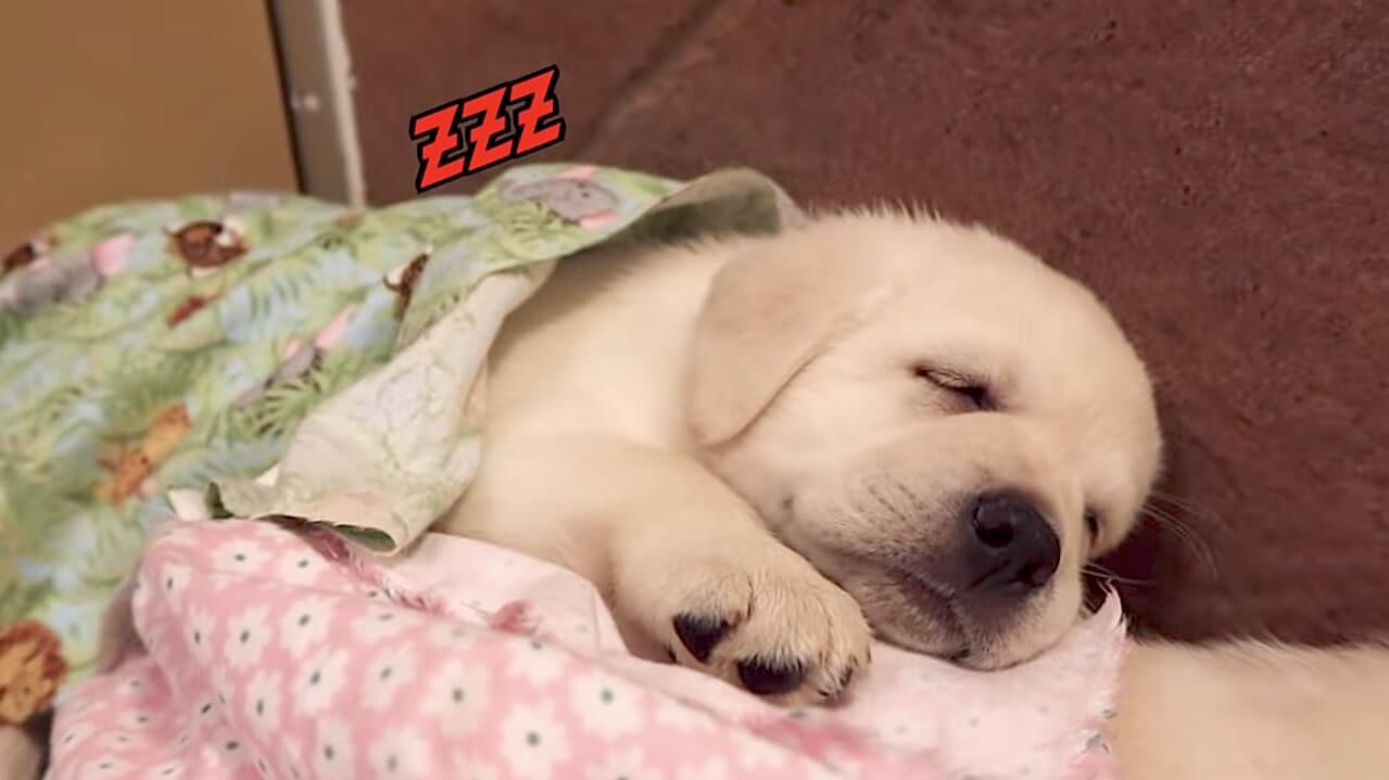 ラブラドールレトリーバー,動画