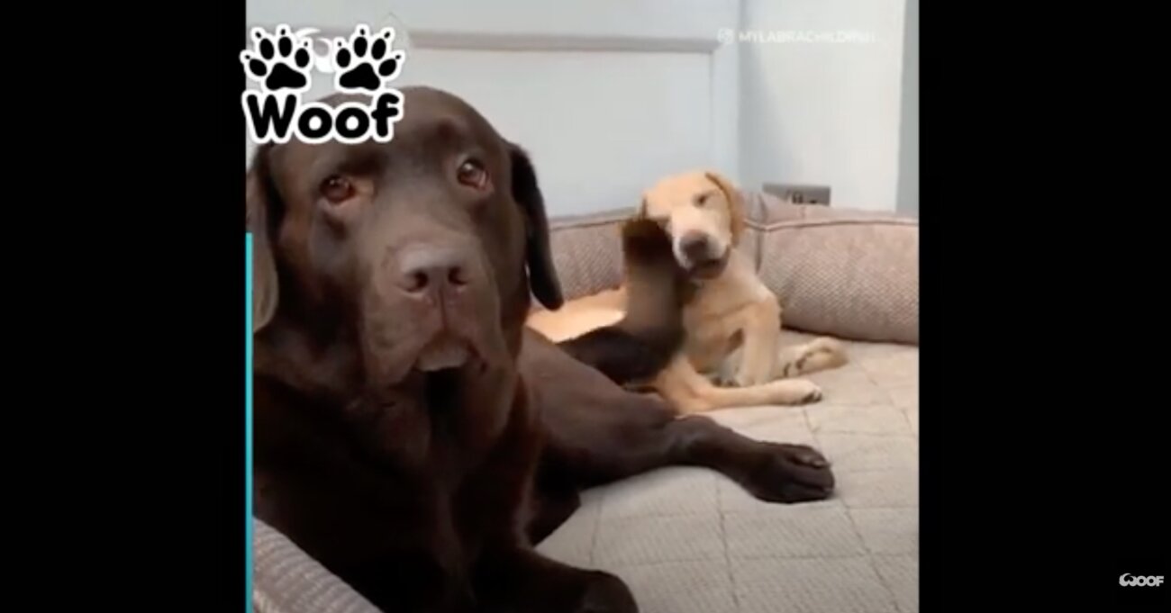 ラブラドールレトリーバー,動画