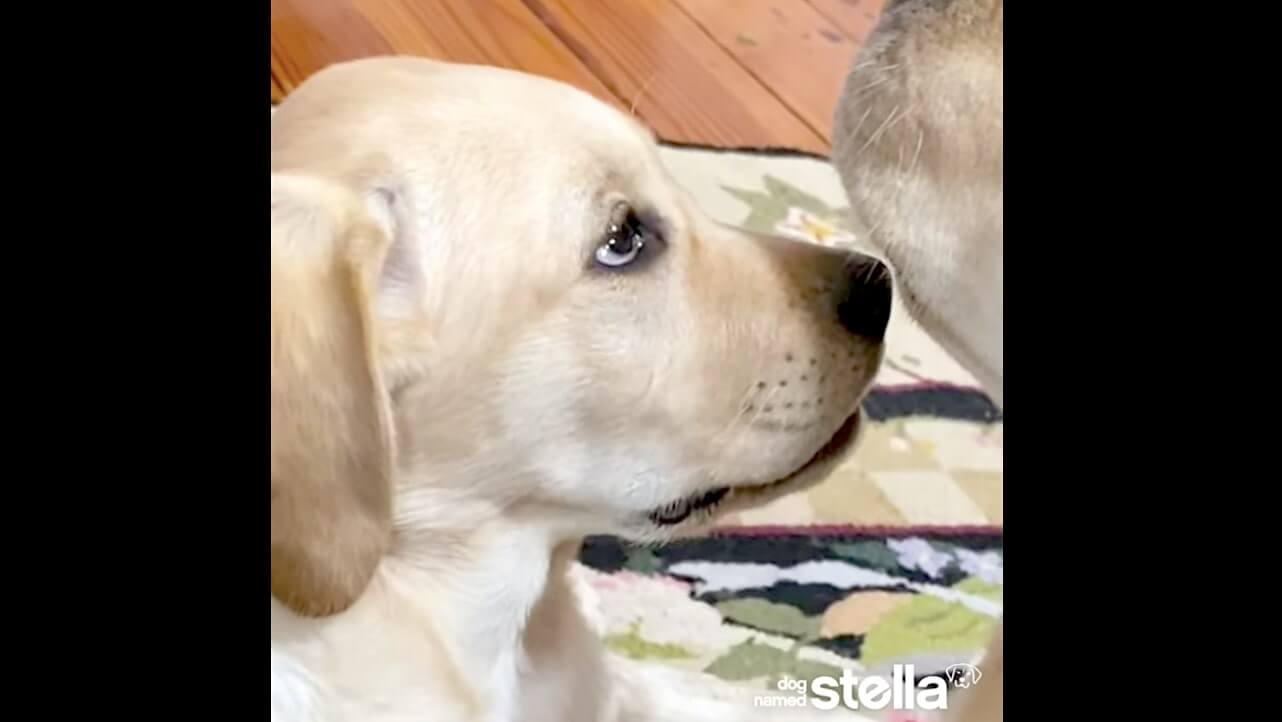 ラブラドールレトリーバー,動画