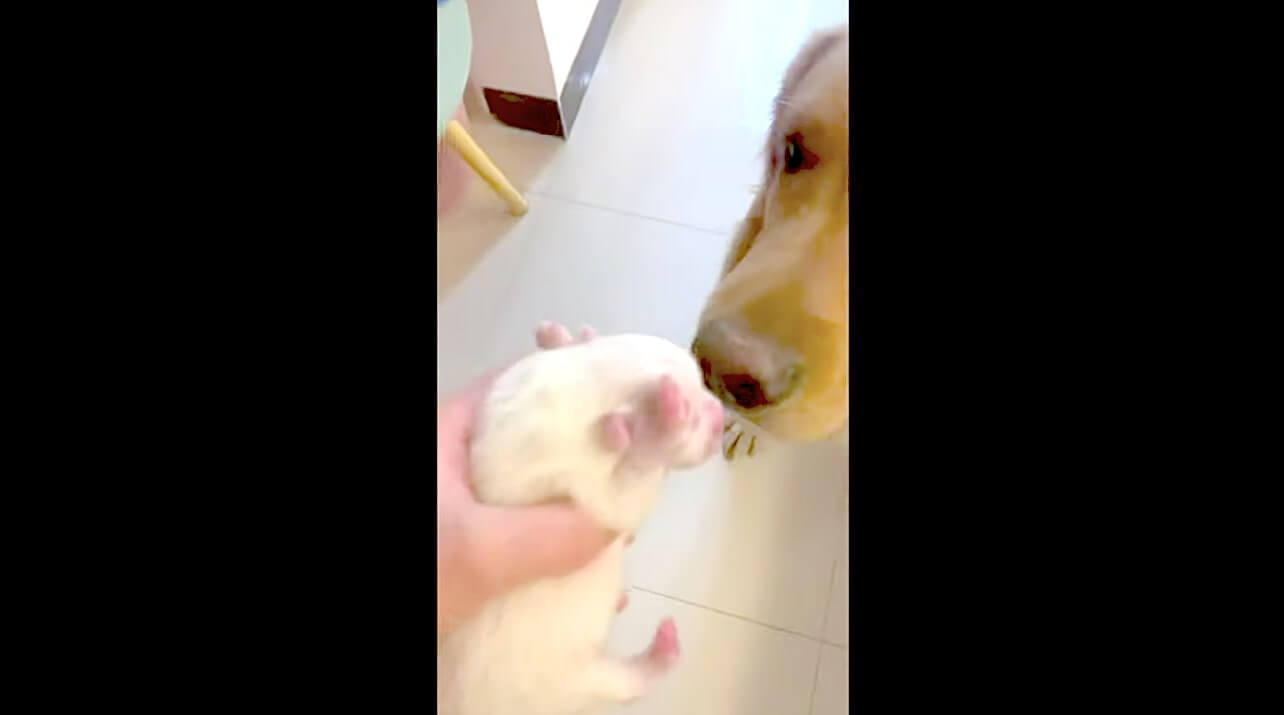 ゴールデンレトリーバー,動画