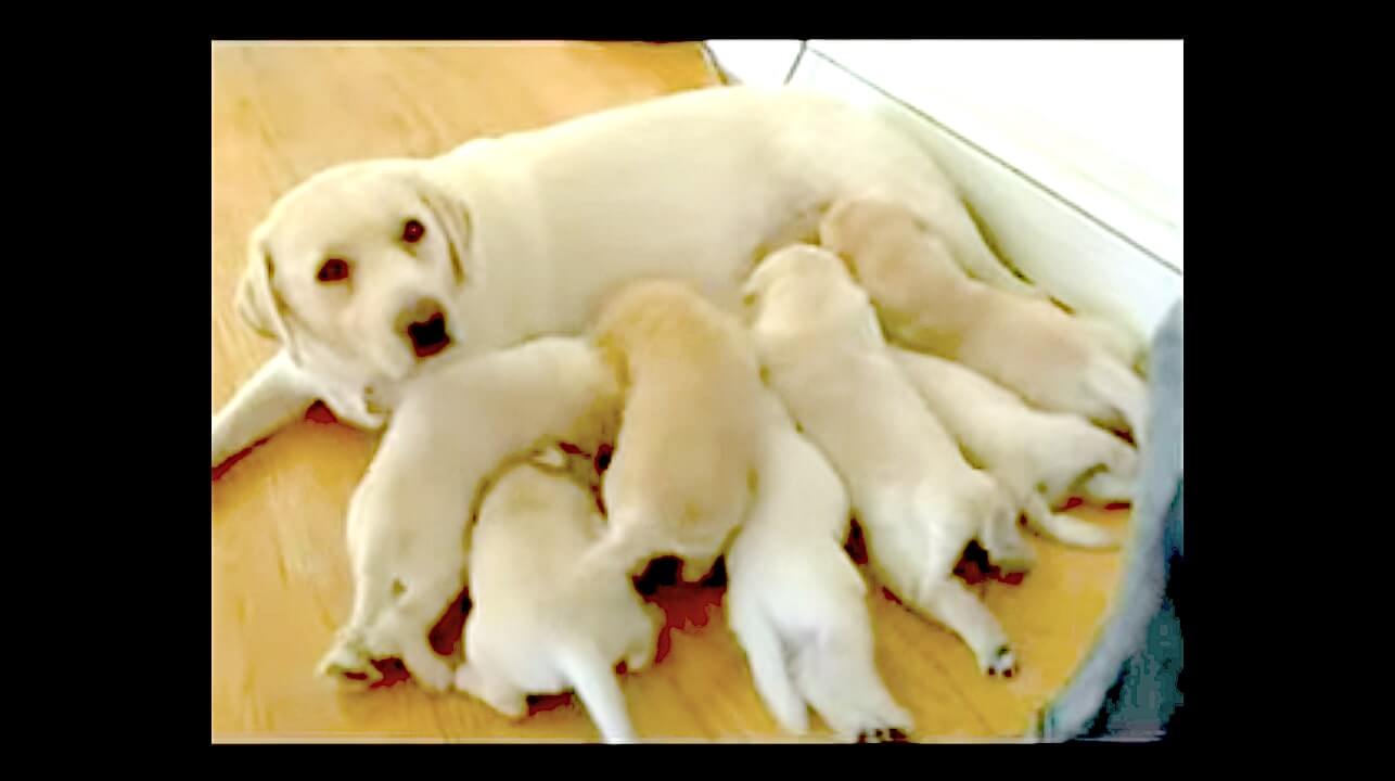 ラブラドールレトリーバー,動画