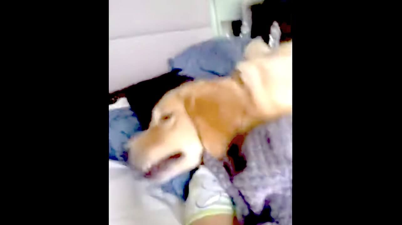 ゴールデンレトリーバー,動画