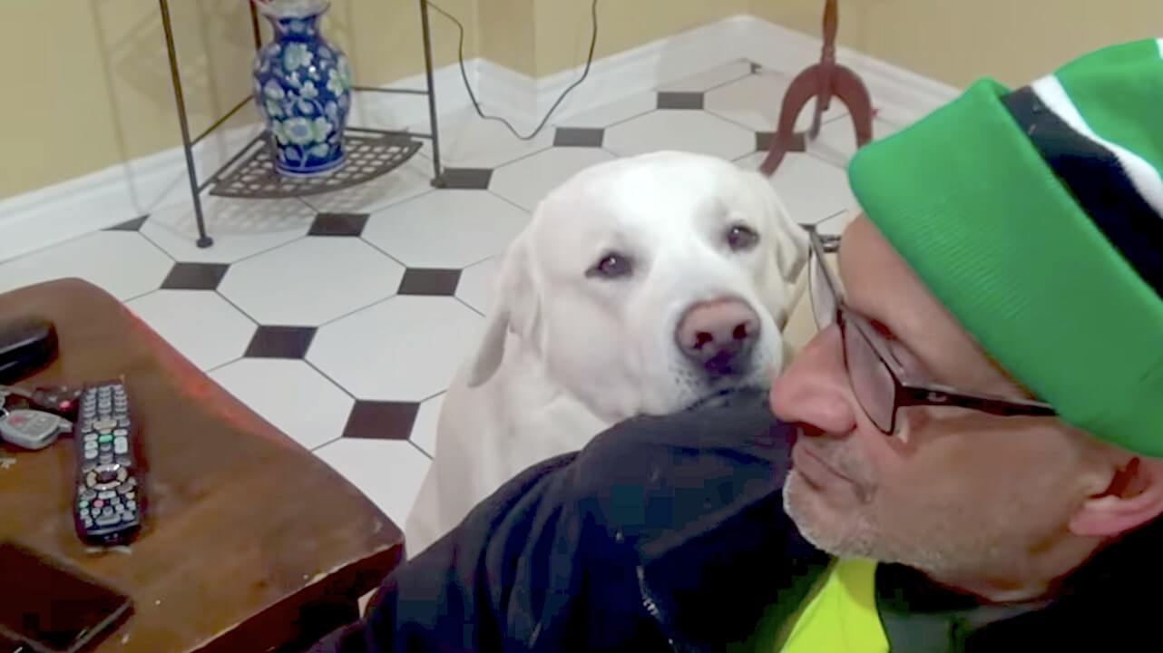 ラブラドールレトリーバー,動画