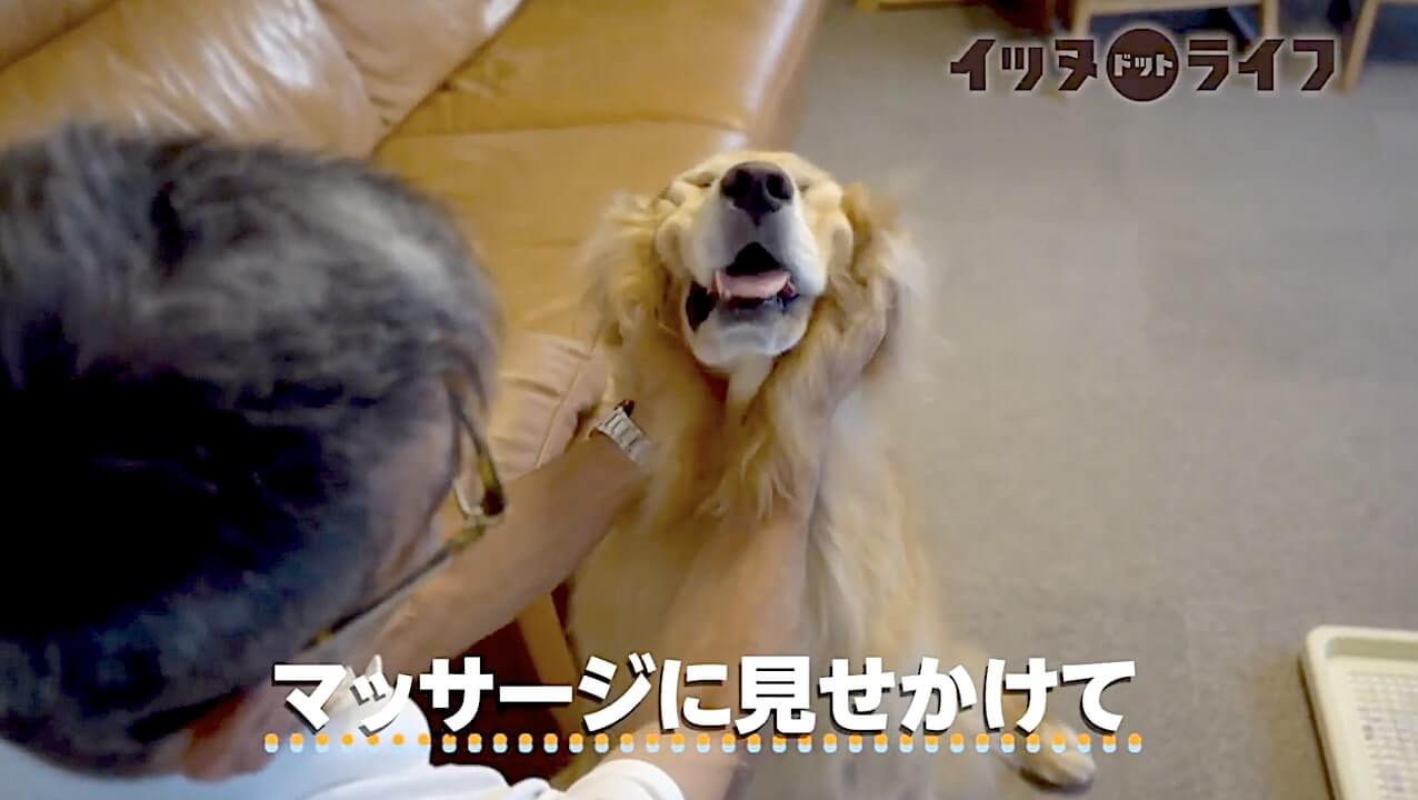 ゴールデン,動画,イッヌドットライフ