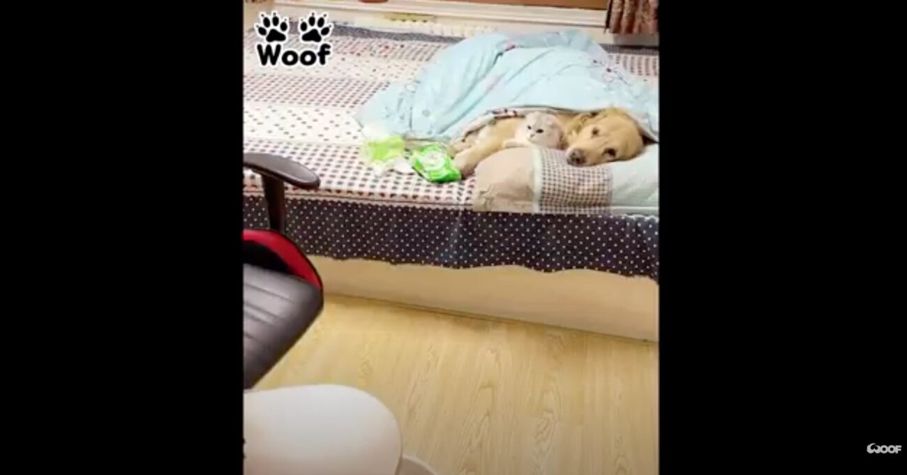 ゴールデンレトリーバー,動画