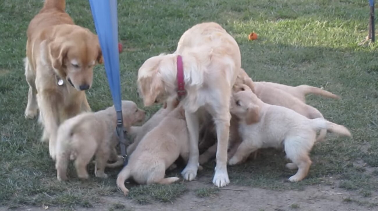 ゴールデンレトリーバー,動画