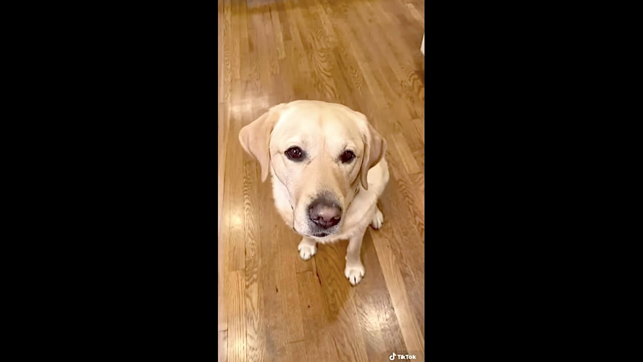 ラブラドールレトリーバー,動画