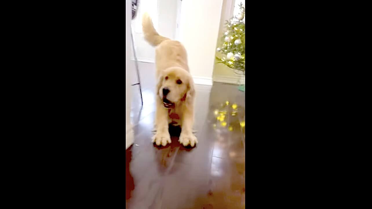 ゴールデンレトリーバー,動画