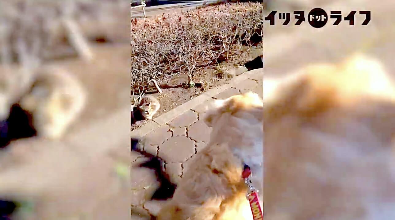 ゴールデン,動画,イッヌドットライフ