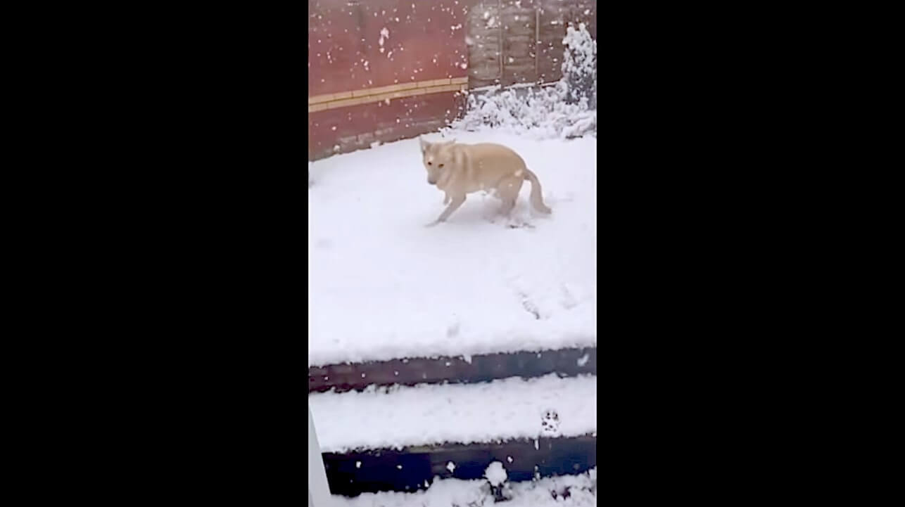 ラブラドールレトリーバー,動画