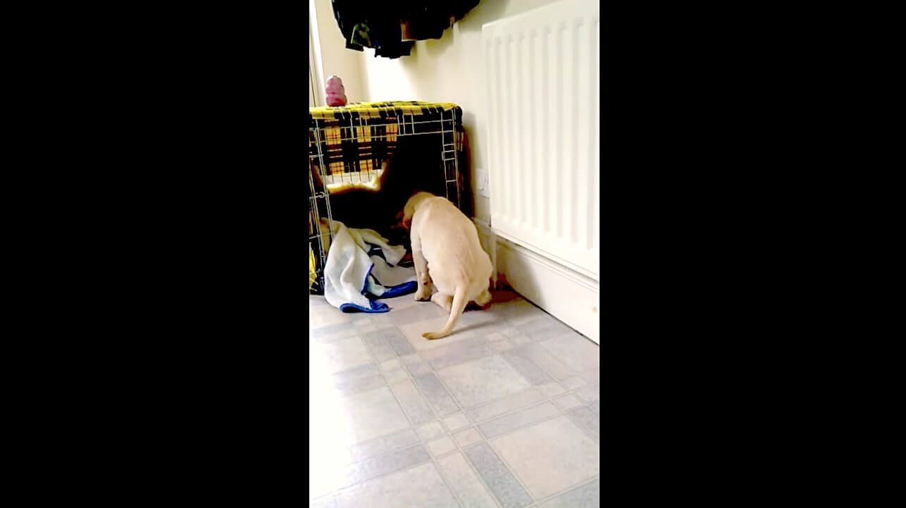 ラブラドールレトリーバー,動画