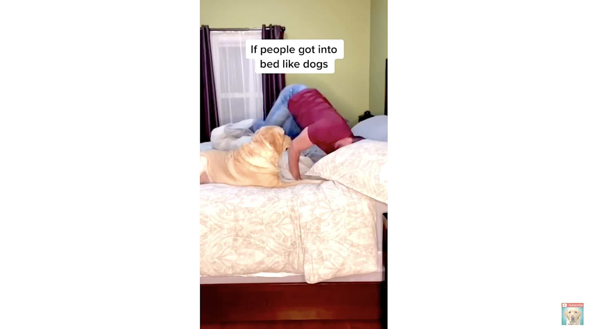 ラブラドールレトリーバー,動画