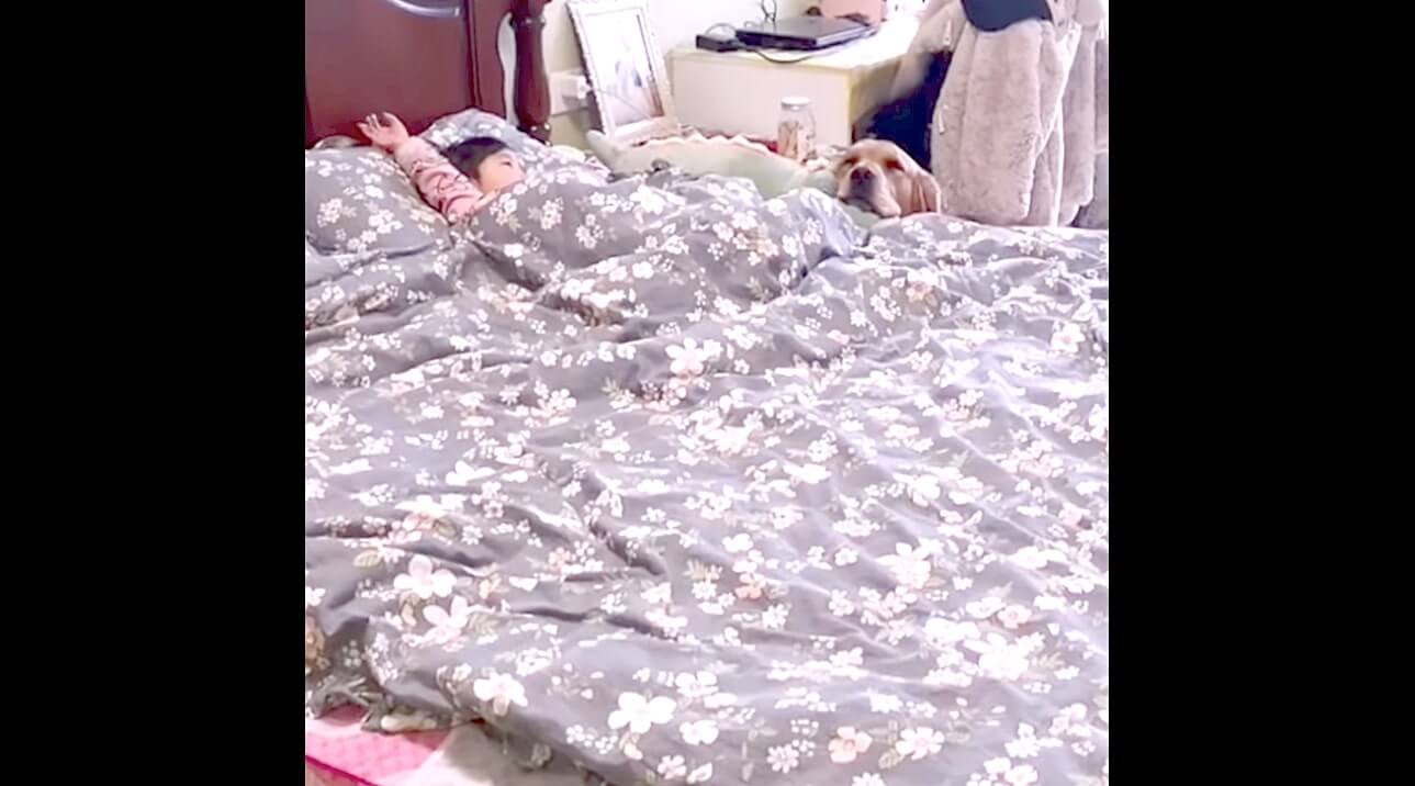 ゴールデンレトリーバー,動画