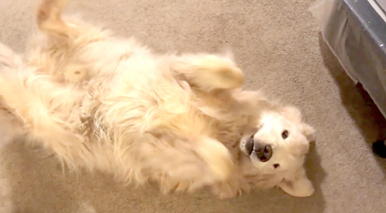 ゴールデンレトリーバー,動画