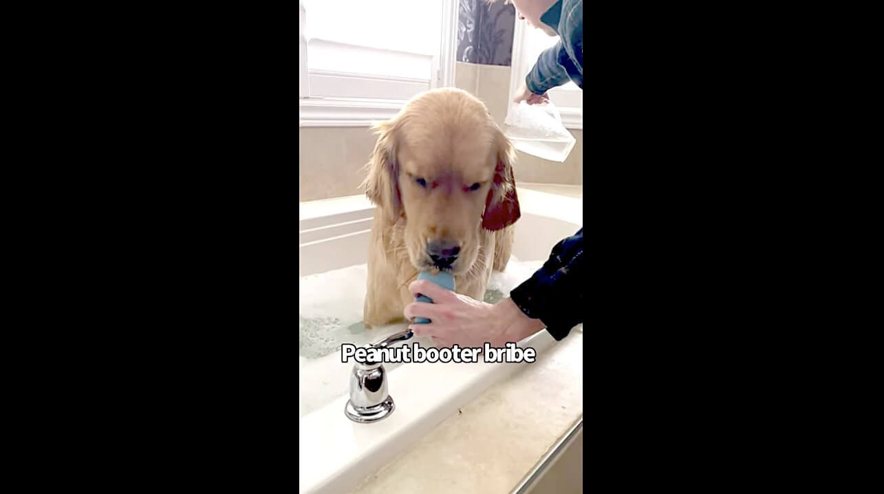 ゴールデンレトリーバー,動画