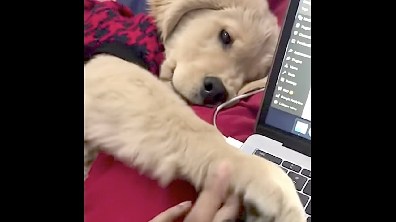 ゴールデンレトリーバー,動画