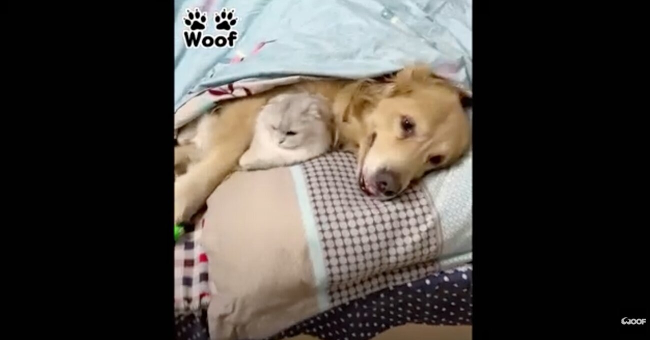 ゴールデンレトリーバー,動画