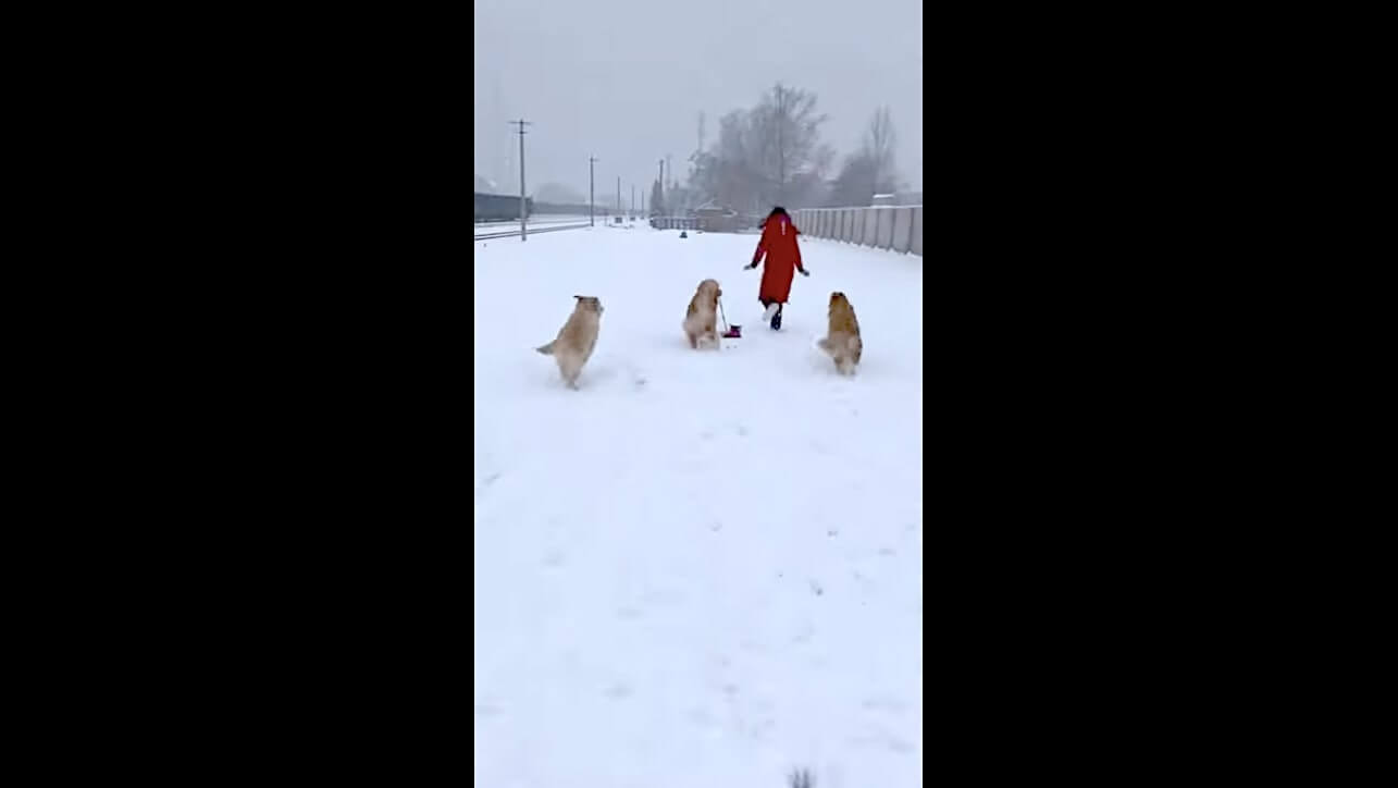 ゴールデンレトリーバー,動画