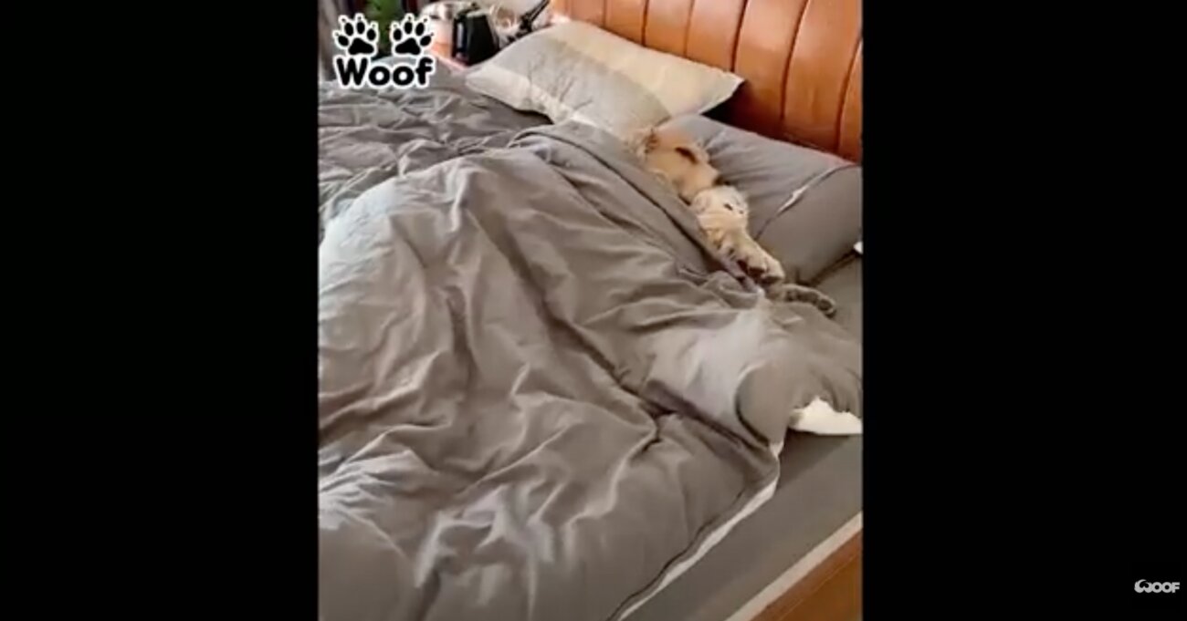 ゴールデンレトリーバー,動画