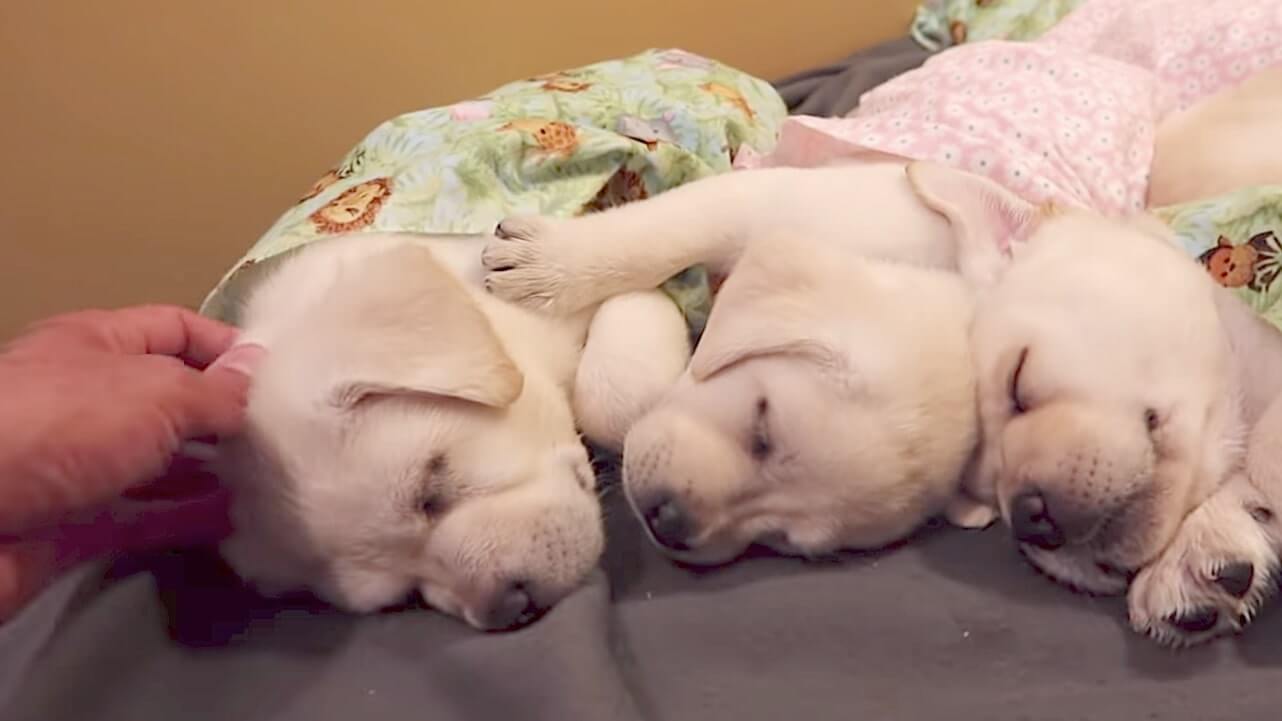 ラブラドールレトリーバー,動画