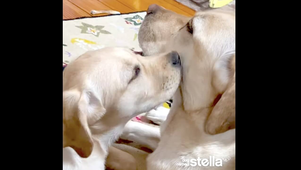 ラブラドールレトリーバー,動画